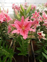 [4317 Purple Hype GA No01.JPG]